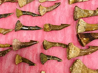 Ca. 33x onchopristis tand - afbeelding 3 van  5