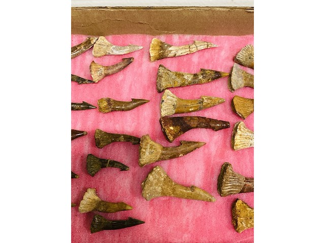 Ca. 33x onchopristis tand - afbeelding 4 van  5