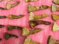 Ca. 33x onchopristis tand - afbeelding 4 van  5