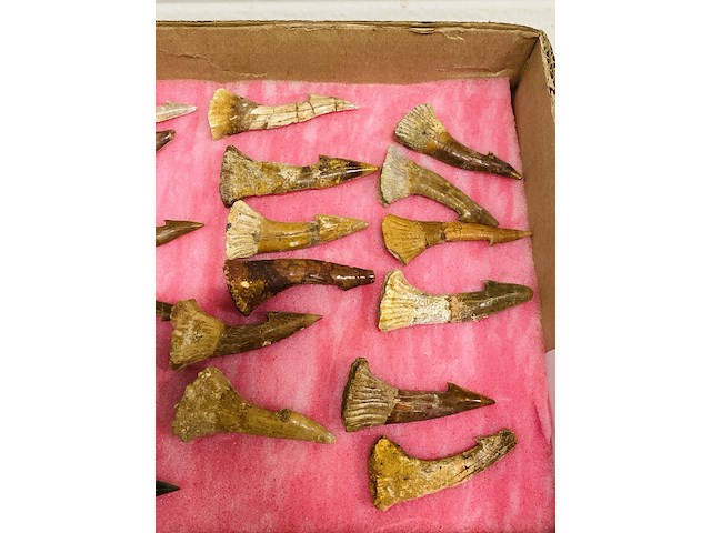 Ca. 33x onchopristis tand - afbeelding 5 van  5