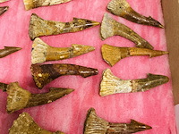 Ca. 33x onchopristis tand - afbeelding 5 van  5