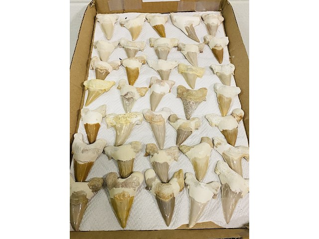 Ca. 35x haaientand groot - afbeelding 1 van  5