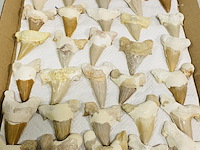 Ca. 35x haaientand groot - afbeelding 1 van  5