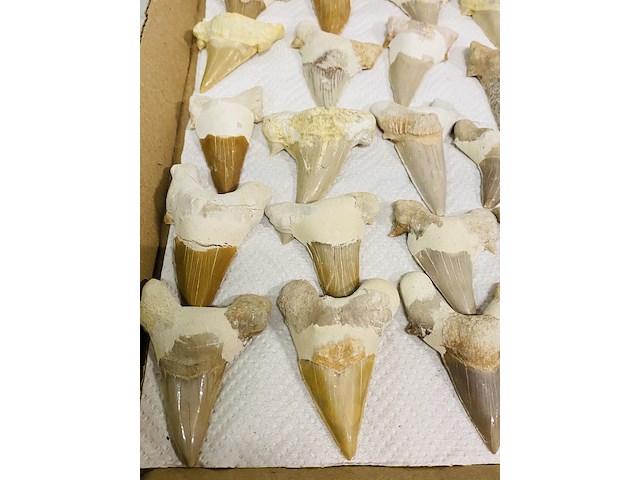 Ca. 35x haaientand groot - afbeelding 2 van  5