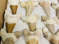 Ca. 35x haaientand groot - afbeelding 2 van  5