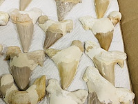 Ca. 35x haaientand groot - afbeelding 3 van  5