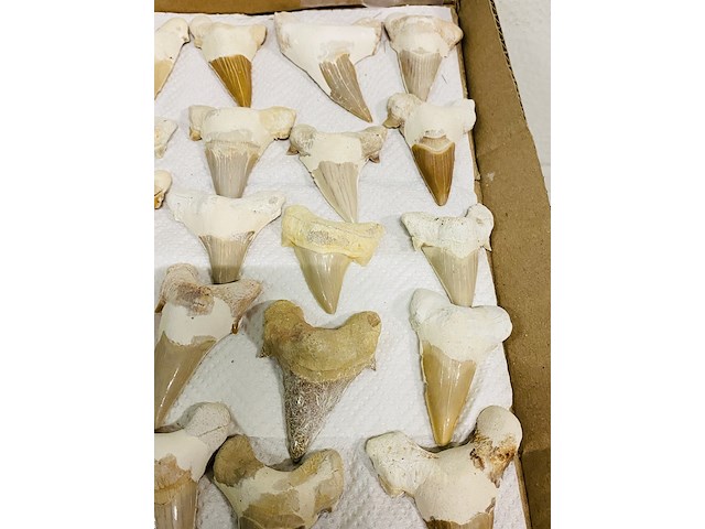 Ca. 35x haaientand groot - afbeelding 4 van  5