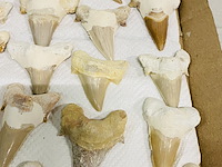 Ca. 35x haaientand groot - afbeelding 4 van  5