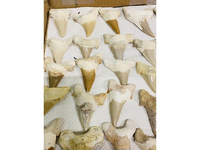 Ca. 35x haaientand groot - afbeelding 5 van  5