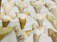 Ca. 35x haaientand groot - afbeelding 5 van  5