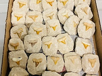 Ca. 40x haaientand in matrix - afbeelding 3 van  6