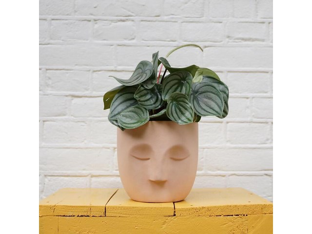 Ca. 480x design plantenpotten, plant potheads, plant pot, 2023 - afbeelding 1 van  11