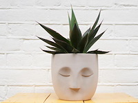 Ca. 480x design plantenpotten, plant potheads, plant pot, 2023 - afbeelding 4 van  11