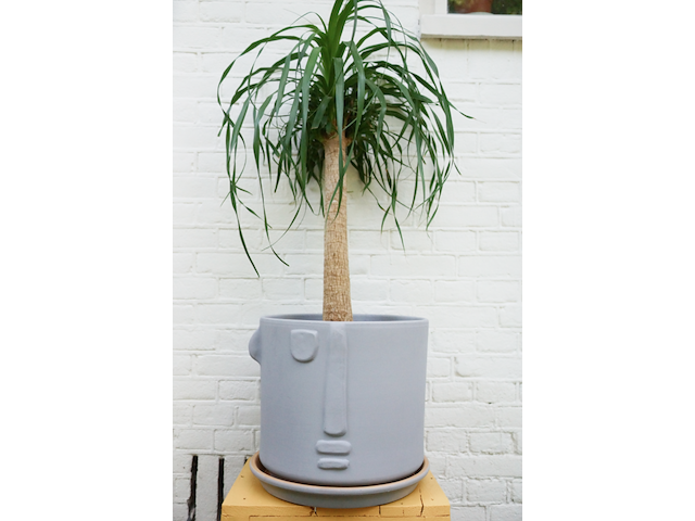 Ca. 480x design plantenpotten, plant potheads, plant pot, 2023 - afbeelding 8 van  11