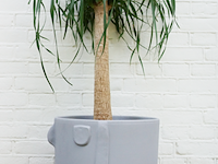 Ca. 480x design plantenpotten, plant potheads, plant pot, 2023 - afbeelding 8 van  11