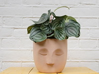 Ca. 480x design plantenpotten, plant potheads, plant pot, 2023 - afbeelding 1 van  11