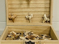 Ca. 50x haaientand hangers - afbeelding 1 van  4