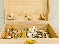 Ca. 50x haaientand hangers