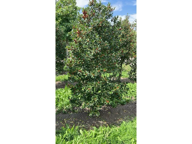 Ca. 50x hulst, ilex 'limsi', haagplant, wintergroen, ca. 200-250 cm hoog - afbeelding 1 van  4