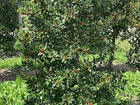 Ca. 50x hulst, ilex 'limsi', haagplant, wintergroen, ca. 200-250 cm hoog