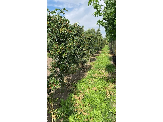 Ca. 50x hulst, ilex 'limsi', haagplant, wintergroen, ca. 200-250 cm hoog - afbeelding 2 van  4