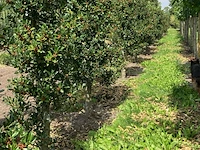 Ca. 50x hulst, ilex 'limsi', haagplant, wintergroen, ca. 200-250 cm hoog - afbeelding 2 van  4