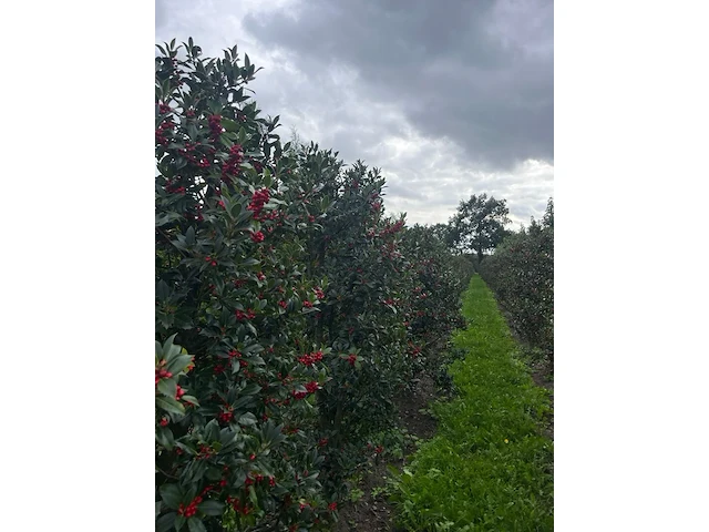 Ca. 50x hulst, ilex 'limsi', haagplant, wintergroen, ca. 200-250 cm hoog - afbeelding 3 van  4