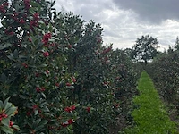 Ca. 50x hulst, ilex 'limsi', haagplant, wintergroen, ca. 200-250 cm hoog - afbeelding 3 van  4