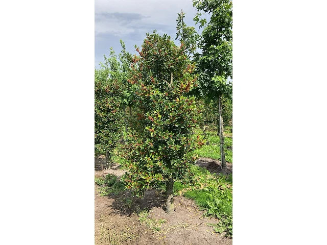 Ca. 50x hulst, ilex 'limsi', haagplant/solitair, wintergroen, ca. 200-250 cm hoog - afbeelding 1 van  5