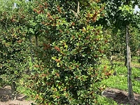 Ca. 50x hulst, ilex 'limsi', haagplant/solitair, wintergroen, ca. 200-250 cm hoog