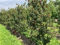 Ca. 50x hulst, ilex 'limsi', haagplant/solitair, wintergroen, ca. 200-250 cm hoog - afbeelding 2 van  5