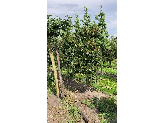Ca. 50x hulst, ilex 'limsi', haagplant/solitair, wintergroen, ca. 200-250 cm hoog - afbeelding 3 van  5