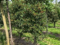 Ca. 50x hulst, ilex 'limsi', haagplant/solitair, wintergroen, ca. 200-250 cm hoog - afbeelding 3 van  5