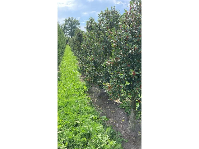Ca. 50x hulst, ilex 'limsi', haagplant/solitair, wintergroen, ca. 200-250 cm hoog - afbeelding 4 van  5