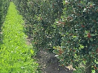Ca. 50x hulst, ilex 'limsi', haagplant/solitair, wintergroen, ca. 200-250 cm hoog - afbeelding 4 van  5