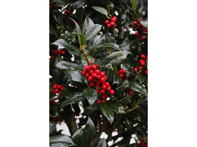 Ca. 50x hulst, ilex 'limsi', haagplant/solitair, wintergroen, ca. 200-250 cm hoog - afbeelding 5 van  5