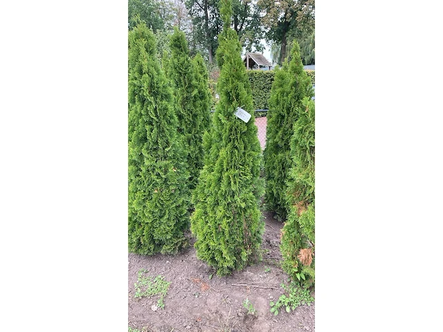 Ca. 50x koningsconifeer, thuja 'smaragd', haagplant, wintergroen, ca. 175-200 cm hoog - afbeelding 1 van  2