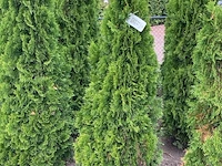 Ca. 50x koningsconifeer, thuja 'smaragd', haagplant, wintergroen, ca. 175-200 cm hoog