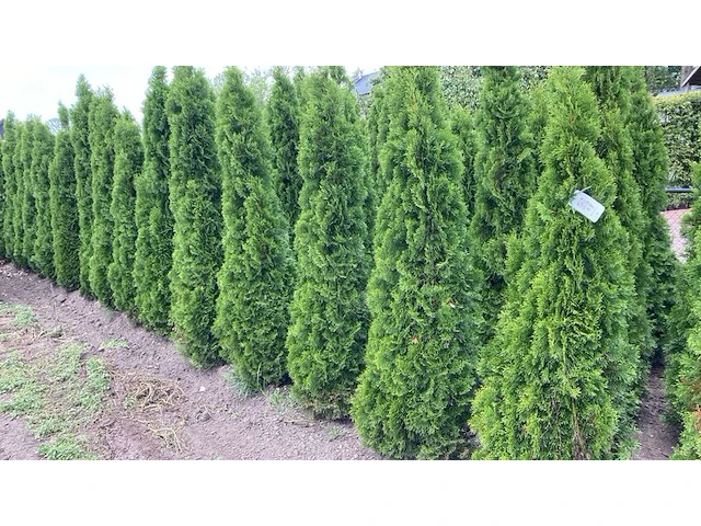 Ca. 50x koningsconifeer, thuja 'smaragd', haagplant, wintergroen, ca. 175-200 cm hoog - afbeelding 2 van  2