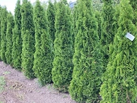 Ca. 50x koningsconifeer, thuja 'smaragd', haagplant, wintergroen, ca. 175-200 cm hoog - afbeelding 2 van  2