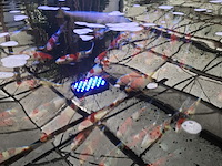 Ca. 55x koi karper - afbeelding 2 van  12