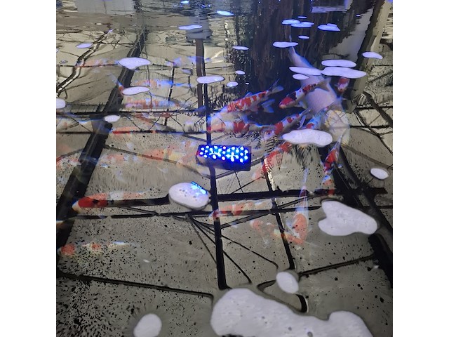 Ca. 55x koi karper - afbeelding 3 van  12