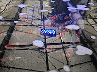 Ca. 55x koi karper - afbeelding 3 van  12