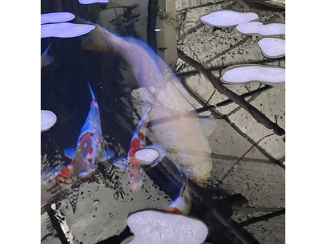 Ca. 55x koi karper - afbeelding 4 van  12