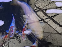 Ca. 55x koi karper - afbeelding 4 van  12