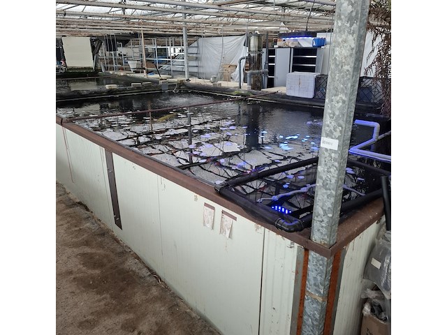 Ca. 55x koi karper - afbeelding 1 van  12