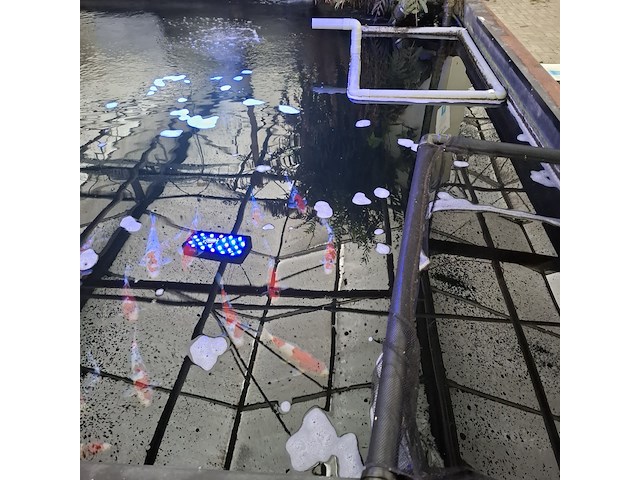 Ca. 55x koi karper - afbeelding 5 van  12