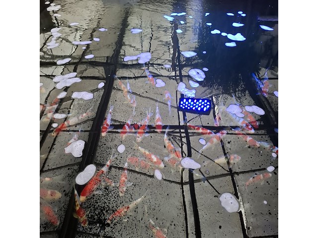 Ca. 55x koi karper - afbeelding 6 van  12