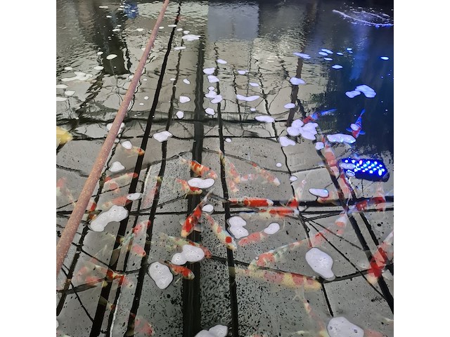 Ca. 55x koi karper - afbeelding 7 van  12