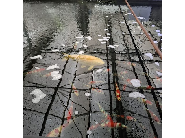 Ca. 55x koi karper - afbeelding 8 van  12